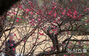 「大寒」を前に花開いた紅梅＝釜山