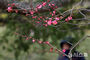 「大寒」を前に花開いた紅梅＝釜山