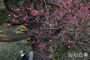 「大寒」を前に花開いた紅梅＝釜山
