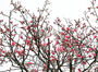 「大寒」を前に花開いた紅梅＝釜山