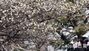 立春前に梅の花が満開　／釜山