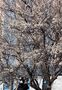 立春前に梅の花が満開　／釜山