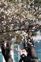 立春前に梅の花が満開　／釜山