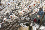 つぼみをほころばせた春の伝令、ウメの花