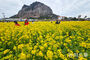 菜の花が満開の山房山　／済州