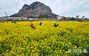 菜の花が満開の山房山　／済州
