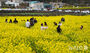 菜の花が満開の山房山　／済州