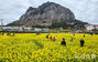 菜の花が満開の山房山　／済州