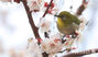 メジロの「春のあいさつ」