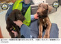 空港に子犬を置き去りにして出発…米42歳男、動物虐待容疑で訴追　／ペンシルベニア州