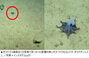 ガラパゴス沖の深海で新種の青いタコ発見