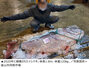 受精卵200万個で50万匹…「伝説の深海魚」イシナギ、韓国の技術で初の人工ふ化に成功