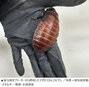 豪当局、飼育・販売禁止の外来種「マダガスカルゴキブリ」10万匹を押収