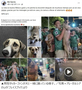 「なぜお前がそこに？」　サッカーW杯応援動画で見つかった家出犬／メキシコ